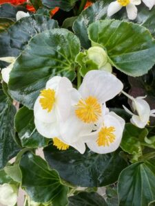 Begonia 'Viking White on Green' (Sakata Ornamentals)