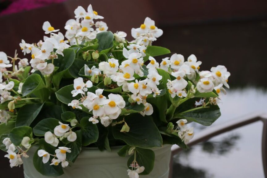Begonia 'Viking White on Green' (Sakata Ornamentals)