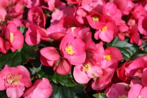 Begonia elatior 'Dreams Garden MacaRazz' (Beekenkamp)