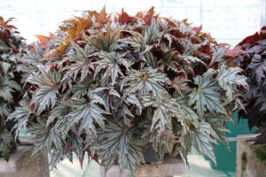 Begonia rex 'Spacestars Haedi' (Beekenkamp)