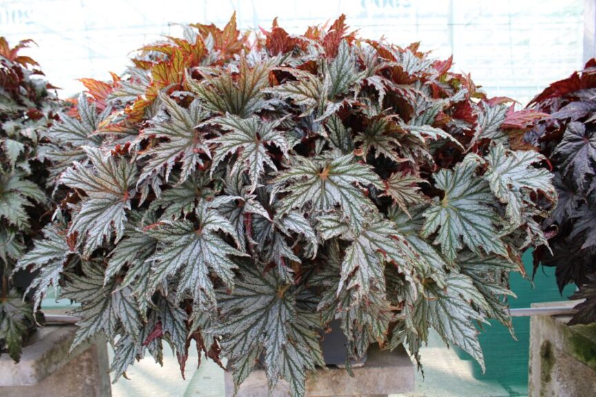 Begonia rex 'Spacestars Haedi' (Beekenkamp)