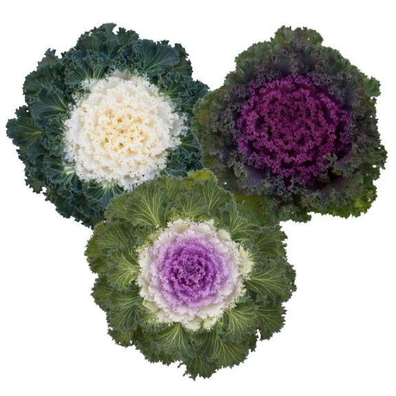 Brassica Bright and Early Mix (Syngenta Flowers)