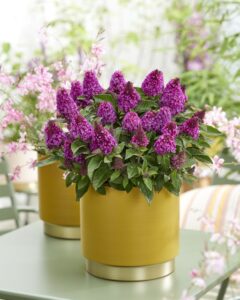 Buddleja 'Little Rockstars Red' (Dümmen Orange)