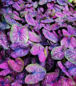 Caladium Heart to Heart Rain or Shine (Proven Winners)