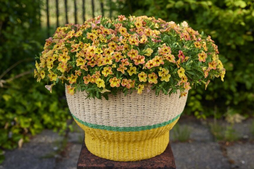 Calibrachoa 'Calipetite Apricot Dream' (Sakata Ornamentals)