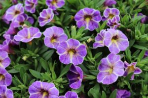 Calibrachoa 'Calipetite Blue Splash' (Sakata Ornamentals)