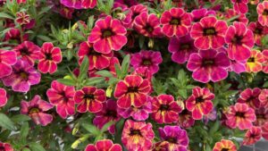 Favorites From the First Day of California Spring Trials 2024