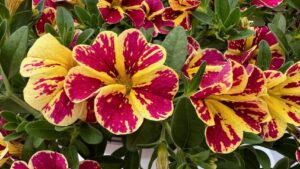 Your One-Stop Site for all Things California Spring Trials