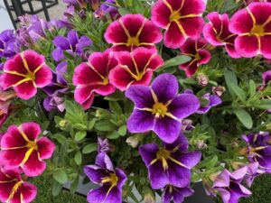 Calibrachoa 'Caliloco Starfire Rose' and C. 'Caliloco 'Starfire Blue' (Westhoff)