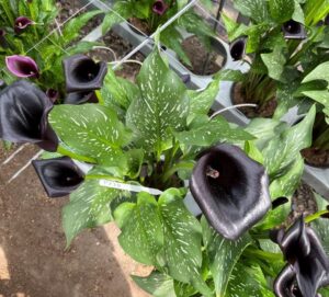 Calla ‘Ciara’ (Flamingo Holland)