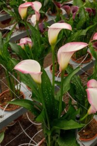 Calla 'Mario' (Flamingo Holland)