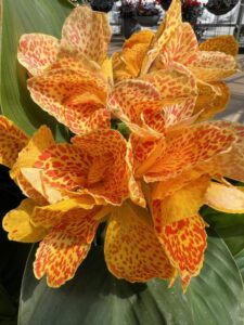 Canna 'Cannova Gold Leopard' (American Takii)