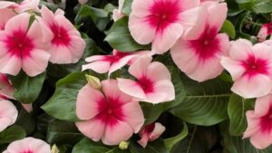 Syngenta Flowers, Benary Offer Plenty to Admire at California Spring Trials