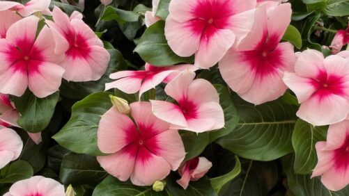 Syngenta Flowers, Benary Offer Plenty to Admire at California Spring Trials