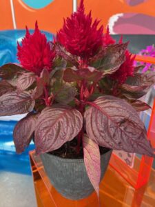 Celosia 'Burning Embers' (Sakata Ornamentals)