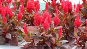 2024 California Spring Trials Preview: Sakata Ornamentals, Kientzler, Dümmen Orange