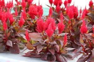 Celosia 'Burning Embers' (Sakata Ornamentals)