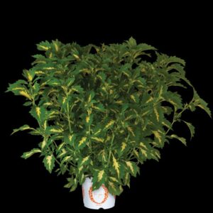 Coleus 'Down Town Port Fairy' (Dümmen Orange)