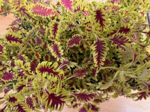 Coleus 'Skeletal' (Kientzler)