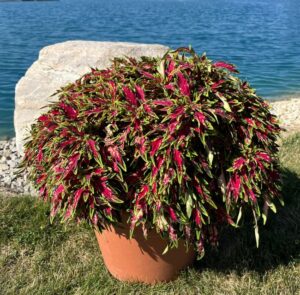 Coleus 'TerraScape All That Jazz' (Kientzler)
