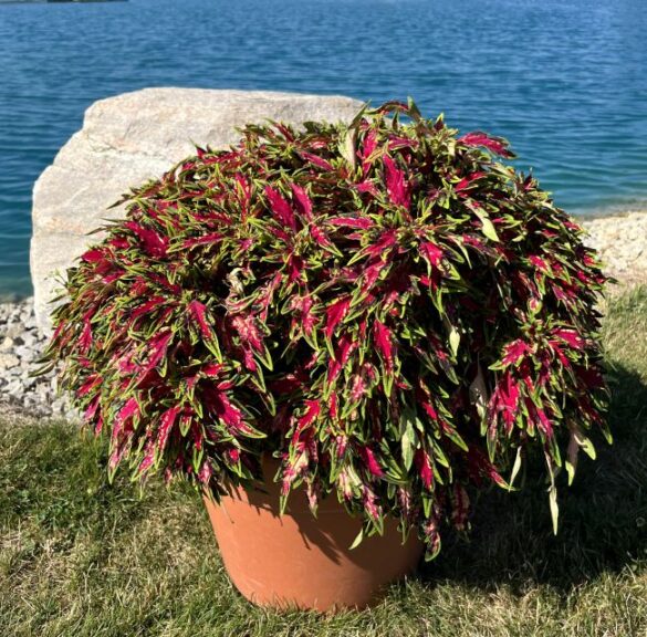 Coleus 'TerraScape All That Jazz' (Kientzler)