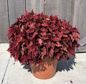 Coleus 'TerraScape Paprika' (Kientzler)