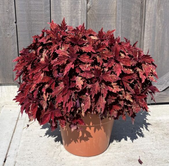 Coleus 'TerraScape Paprika' (Kientzler)