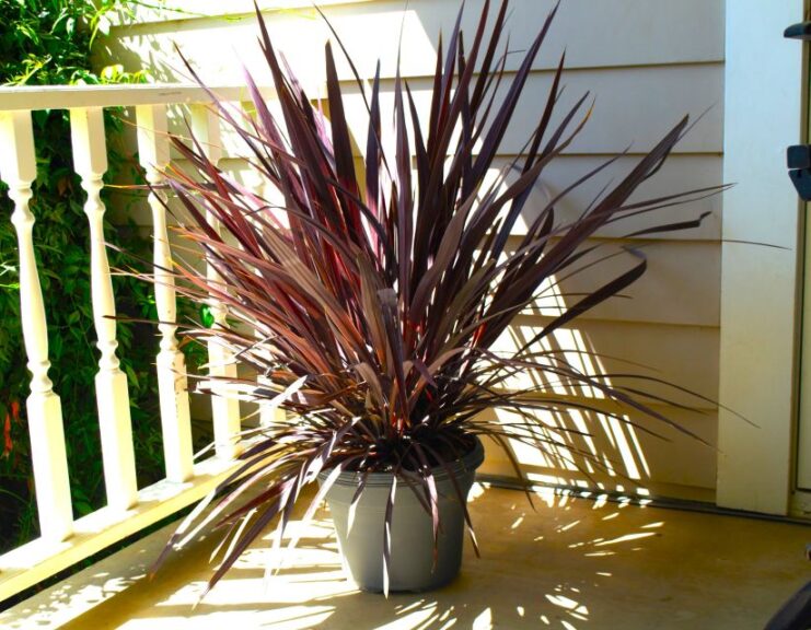 Cordyline 'Panic Burgundy' (Green Fuse Botanicals)