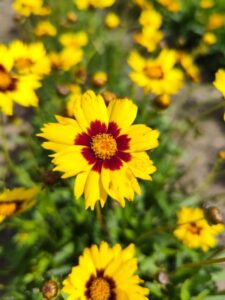 Coreopsis 'MakeUp Yellow Red Eye' (Hem Genetics)