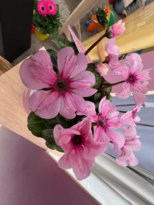 Cyclamen 'Illusia' (Schoneveld)