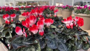 2024 California Spring Trials Preview: Ball Horticultural, Griggs Nursery