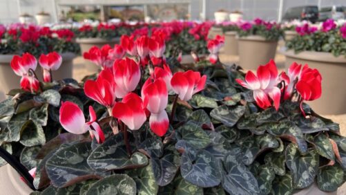 2024 California Spring Trials Preview: Ball Horticultural, Griggs Nursery