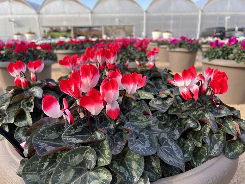 2024 California Spring Trials Preview: Ball Horticultural, Griggs