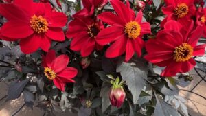 What Was New From Sakata, Takii, and Others at California Spring Trials