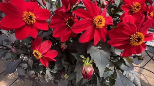 What Was New From Sakata, Takii, and Others at California Spring Trials