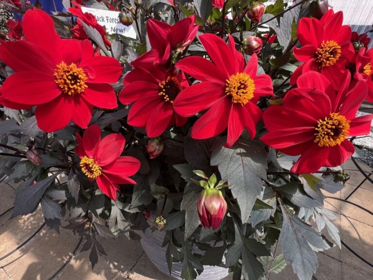 Dahlia 'Black Forest Ruby' (American Takii)