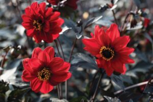 Dahlia 'Black Forest Ruby' (American Takii))