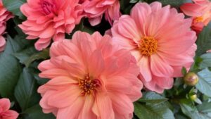 Research Aims to Reduce the Time to Flower in Dahlias