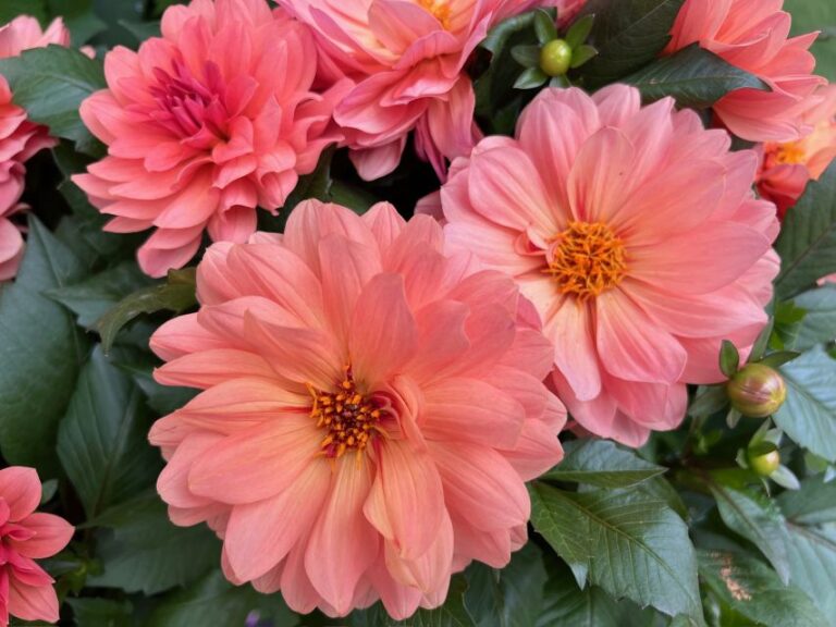 Dahlia 'Labella Grande Coral' (Beekenkamp)