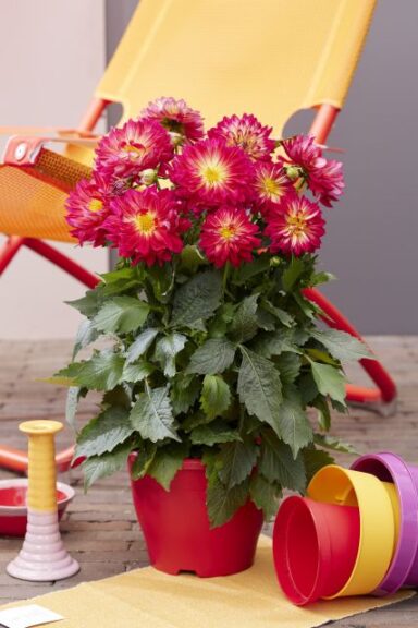 Dahlia pinnata 'LaBella Maggiore Fun Pomegranate' (Beekenkamp)