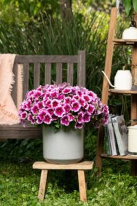 Petunia ‘Capella Fuschia Lace’(Danziger)