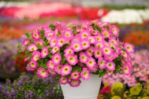 Petunia' Capella Pink Morn' (Danziger)