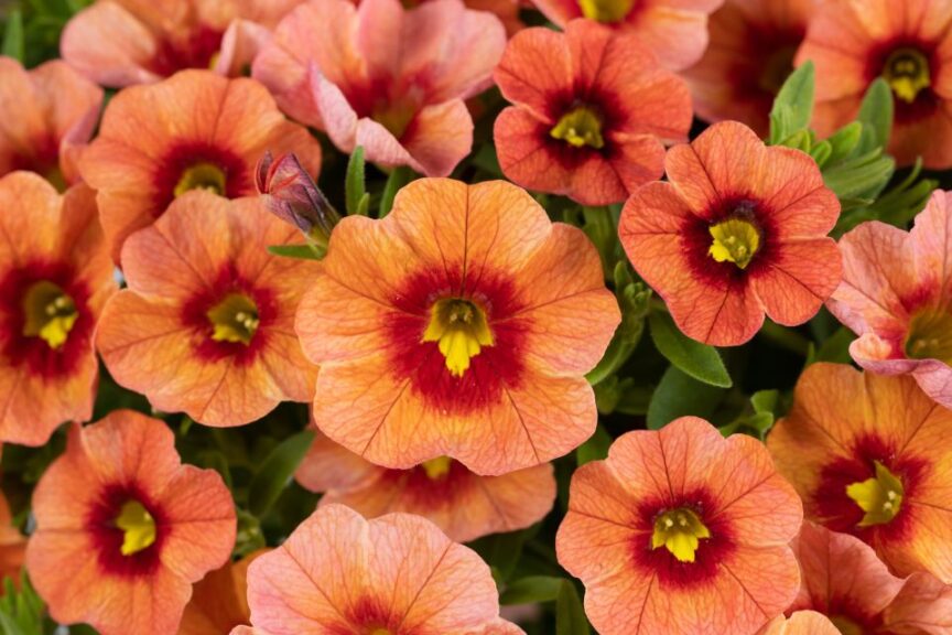 Calibrachoa ‘Eyeconic Orange’ (Danziger)