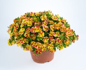 Calibrachoa ‘Lia Abstract Cherry Lemon’ (Danziger)