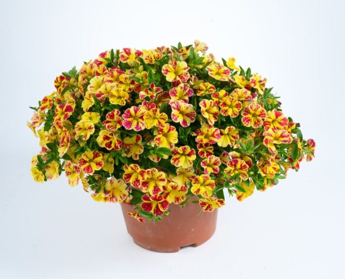 Calibrachoa ‘Lia Abstract Cherry Lemon’ (Danziger)