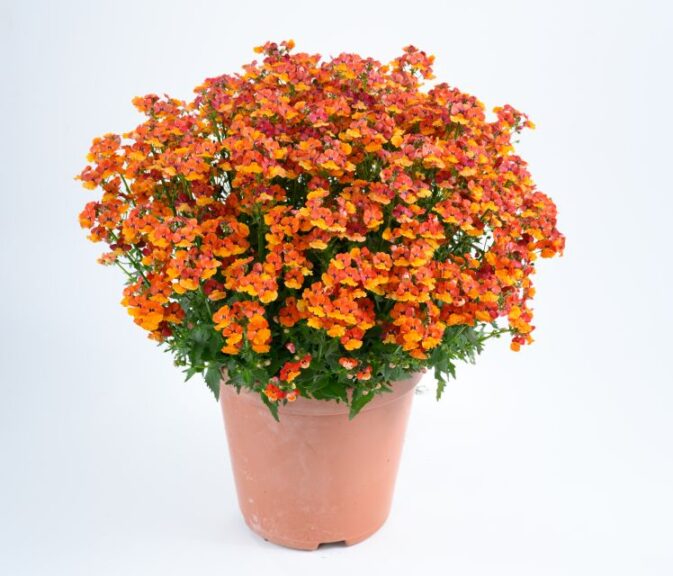 Nemesia ‘Nesia Tangerine’ (Danziger)
