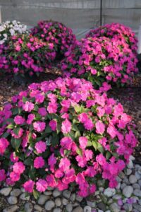 Impatiens hyb. 'Sol Luna Prime Orchid' (Danziger)