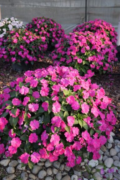 Impatiens hyb. 'Sol Luna Prime Orchid' (Danziger)