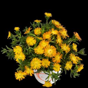 Delosperma 'Solstice Yellow' (Dümmen Orange)