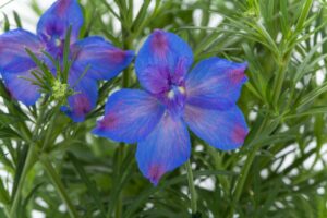 Delphinium 'Hunky Dory Blue' (ThinkPlants/Syngenta Flowers)